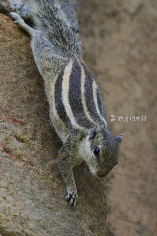 印度棕榈松鼠(Funambulus palmarum)的特写图像，啮齿动物讨厌，看着相机，同时爬下步行，印度